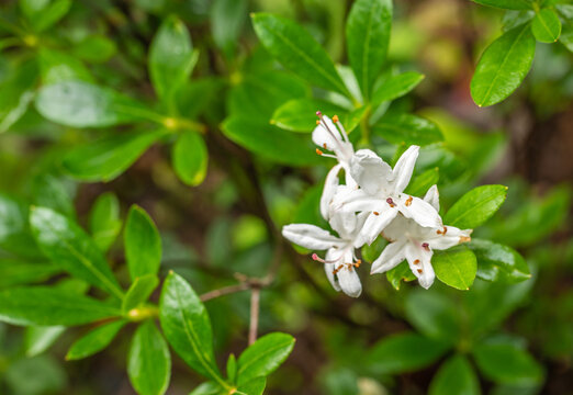 Rhododendron viscosum variety - Sumpf Rhododendron - white flower of Rhododendron viscosum - garden of South tyrol