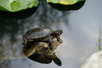 Obraz premiumbeautiful turtle on a stone by the water