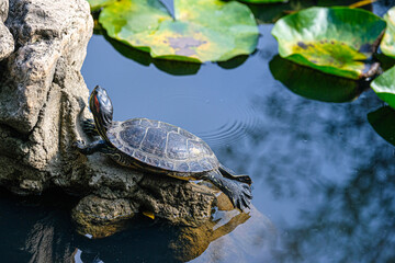 
the turtle lies on the stones