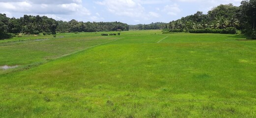 Nature Palackamattom,  kerala 