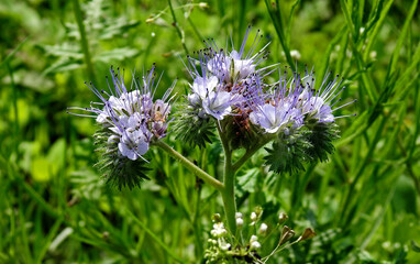 roslina o kwiatach jasnofioletowych o nazwie facelia blekitna rosnaca przy polnej drodze w miejscowosci fasty na podlasiu w polsce © Jacek Sakowicz