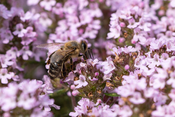 European honey bee, Apis mellifera