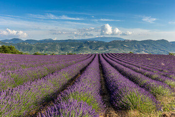 Naklejka na ściany i meble Lavender fields in Drôme provençale, France