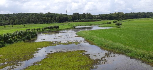 Field canal,Palackamattom , kerala 