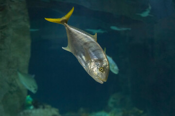 Fish under water. Golden trevally (Gnathanodon speciosus), also known as the golden kingfish. 