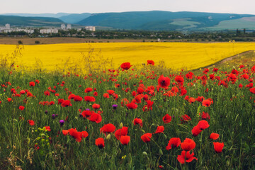 Colorful motley fields of blooming poppies and yellow canola on a sunny spring day. Blooming steppe, floral background.