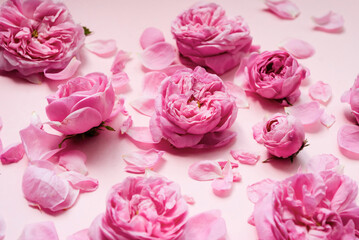 Floral arrangement with pink roses flower buds on a pink background. Flatlay, top view.