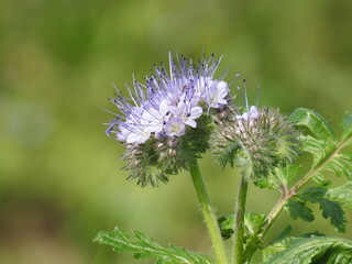 roslina o kwiatach jasnofioletowych o nazwie facelia blekitna rosnaca przy polnej drodze w miejscowosci fasty na podlasiu w polsce