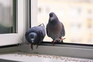 Two pigeons flew to the window to peck seeds.