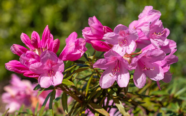 Obraz na płótnie Canvas Rhododendron Ponticum Graziella, Rhododendron Ponticum