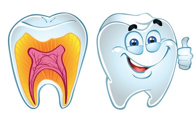 teeth smiling and teeth in section