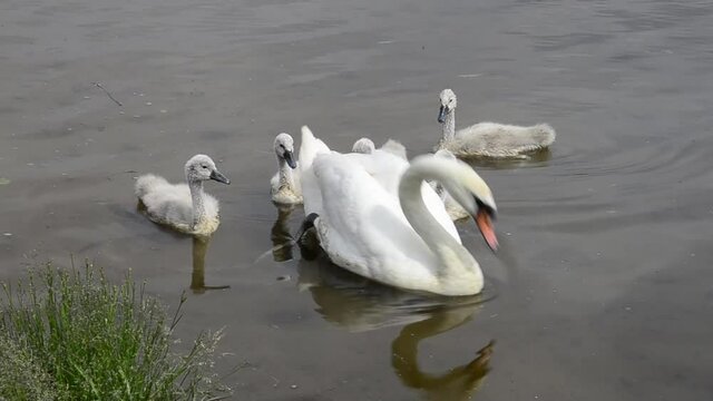 A white Swan with small geese swims in a pond. Wild goose and ducklings swim peacefully in the river. A flock of migratory birds on the river. Family of feathered birds. Near. Close.