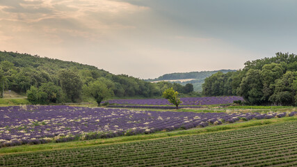Lavender fields in Dr&ocirc;me proven&ccedil;ale, France