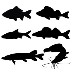 Set of river fish. Carp, perch, roach, walleye, pike, catfish. Vector image.