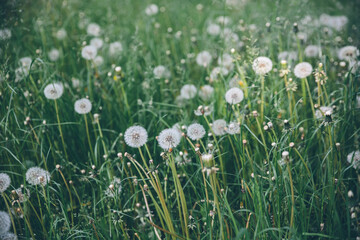 Field of blooming white dandelions with warm light in summer