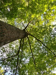 Gorgeous tree overhead from below.