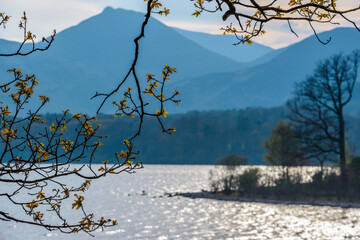 New spring leaves on an oak tree with Catbells and Maiden Moor fells in the background viewed from Friars Crag, Keswick, Lake District National Park, Cumbria, UK.