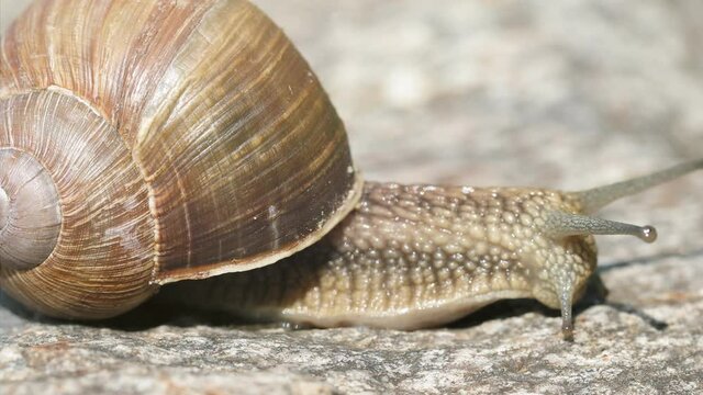 Snail macro view. Snail view. Snails on stone.
