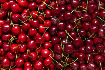 Two varieties of wet red cherries with drops of water with green sprigs