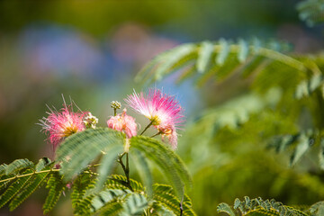 Albizia julibrissin flowers close-up as a background. Persian silk tree with bright pink flowers. Beautiful floral background with blurred green nature garden view