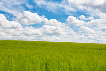 Obraz premium Field of green wheat under a bright blue sky dotted with fluffy white clouds in Gloucestershire, England.