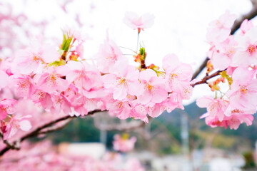 静岡県の河津桜