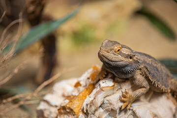 Texas horned lizard. The oriental garden lizard, eastern garden lizard, bloodsucker or changeable lizard