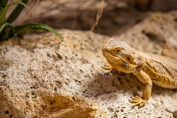 Texas horned lizard. The oriental garden lizard, eastern garden lizard, bloodsucker or changeable lizard