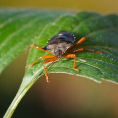 Forest bug portrait
