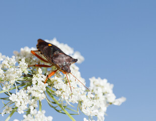 Red-legged shieldbug on white flower