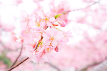Fototapeta na wymiar 静岡県の河津桜