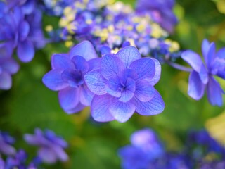 紫陽花1　青紫