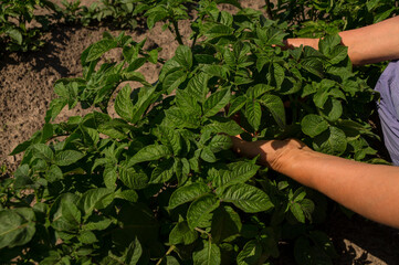 farmer holds in his hands a bush of young yellow potatoes, harvesting, seasonal work in the field, fresh vegetables, agro-culture, farming, close-up, good harvest, detox, vegetarian food