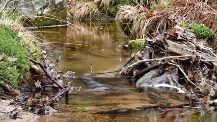 stream in the forest