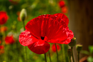 Close-up photo of single red Poppy flower