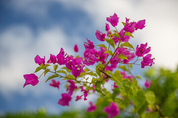 Bougainvillea. Bright Pink Bougainvillea against blue sky.