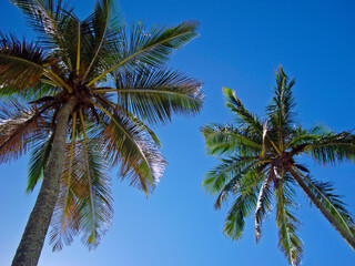 Obraz na płótnie Canvas Coconut trees on Ipanema beach, Rio