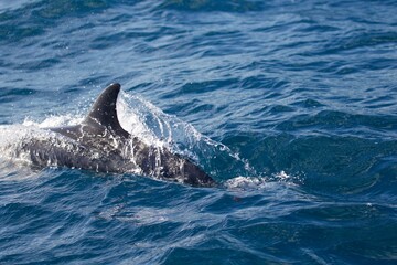 Fototapeta premium dolphin in the water