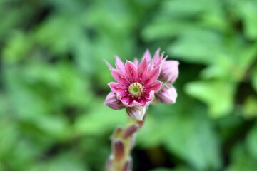 Blüten eines Spinnweb-Hauswurz