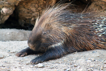 porcupine