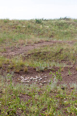 cow bones lie on the ground after hunting wolves
