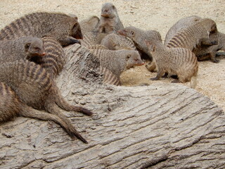 lots of mongooses on the tree stump
