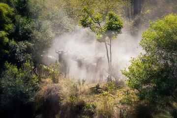 Wildebeest herd in a dust cloud on the banks of the Mara River, Kenya