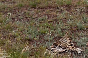 cow bones lie on the ground after hunting wolves