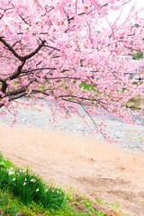 静岡県の河津桜