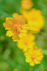 Daisies and girls with baskets in urban park in early summer