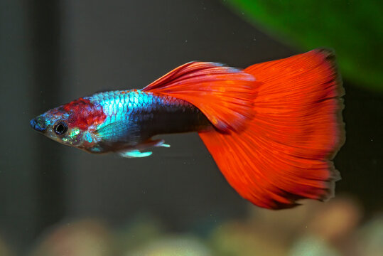 Guppy breeding form fancy guppy.The guppy (Poecilia reticulata), also known as millionfish and rainbow fish.