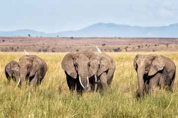 A herd of elephants walk through the lush grass of Amboseli National Park, Kenya