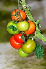 A bunch of tomatoes in various degrees of ripeness in selective focus