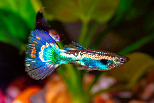 Guppy breeding form fancy guppy.The guppy (Poecilia reticulata), also known as millionfish and rainbow fish.